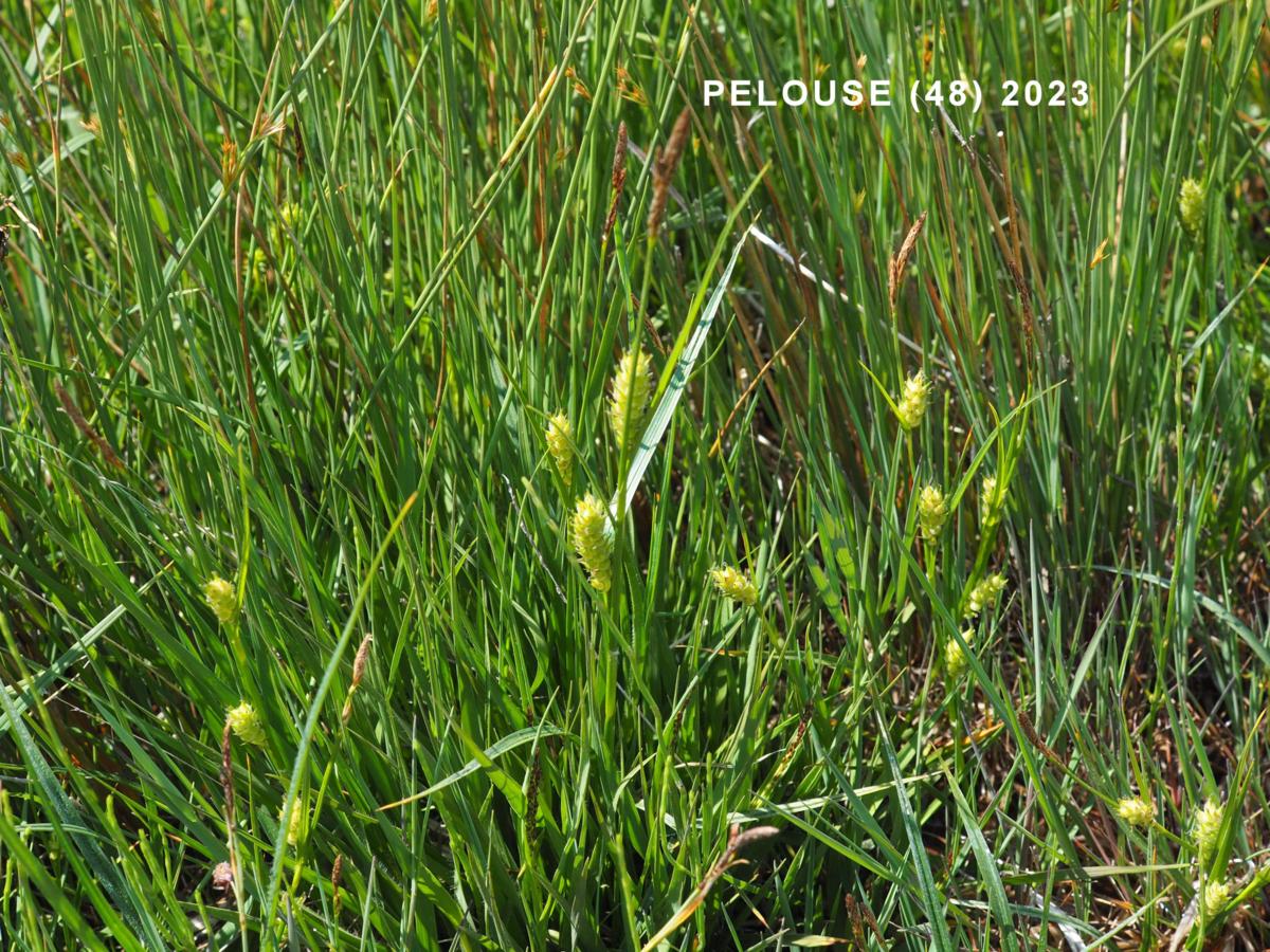 Sedge, Hairy plant